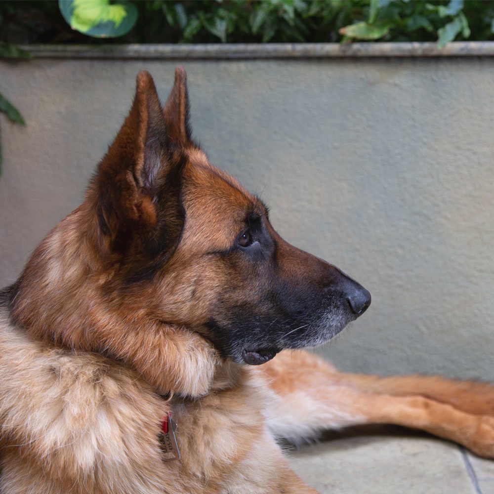 Brown and black German Shepherd looking away.